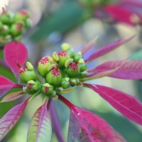 <i>Euphorbia pulcherrima</i>  Willd. ex Klotzsch